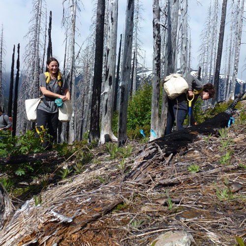Restoring Whitebark Pine Ecosystems to Enhance Subalpine Bear Habitat