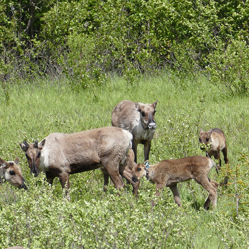 Enhancing Caribou Survival Within the Klinse-Za/Scott herds